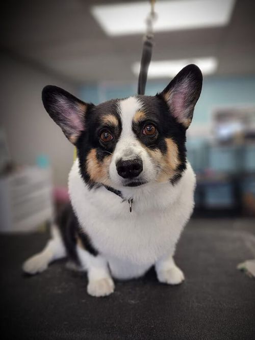 Dog Grooming in Plainfield, IN Katie's Dog Grooming