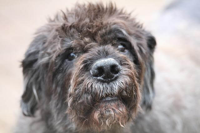 Entdecke Bouvier des Flandres Züchter in Niedersachsen