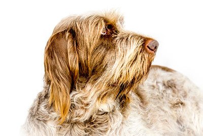 Entdecke Spinone Italiano Züchter in BadenWürttemberg