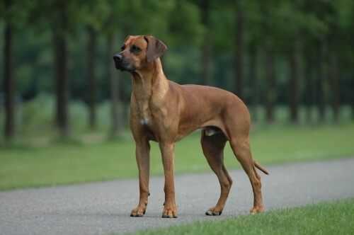 Entdecke Rhodesian Ridgeback Züchter in Ústecký kraj