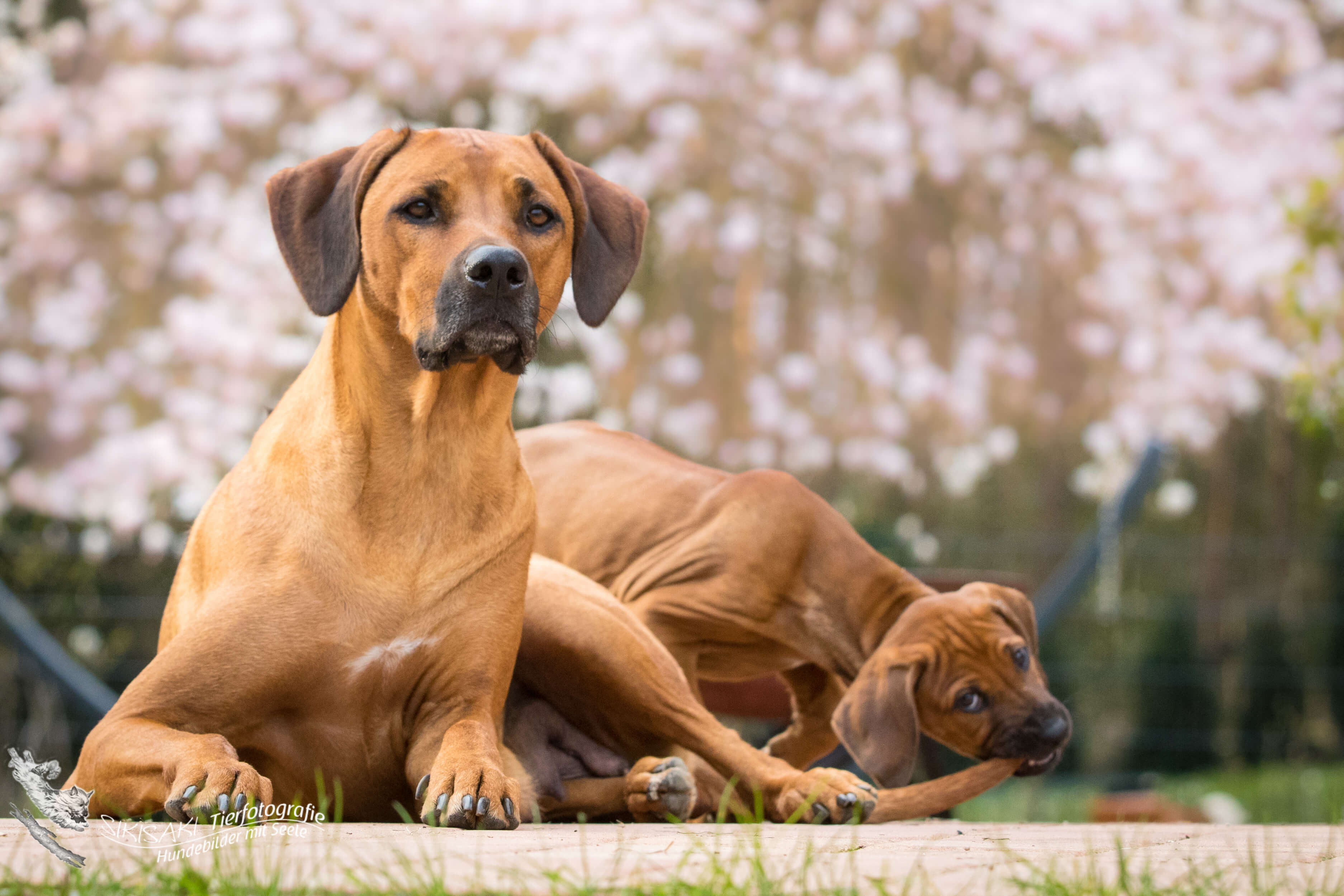 Entdecke Rhodesian Ridgeback Züchter in Ústecký kraj