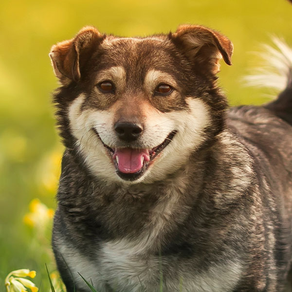 our-pet-food