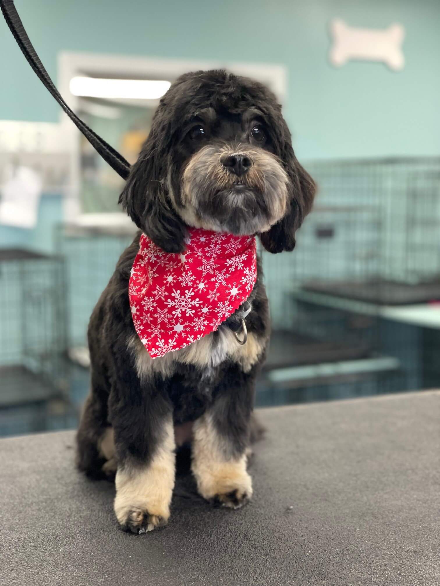 Dog Grooming in Plainfield, IN Katie's Dog Grooming