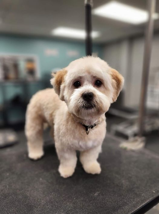 Dog Grooming in Plainfield, IN Katie's Dog Grooming