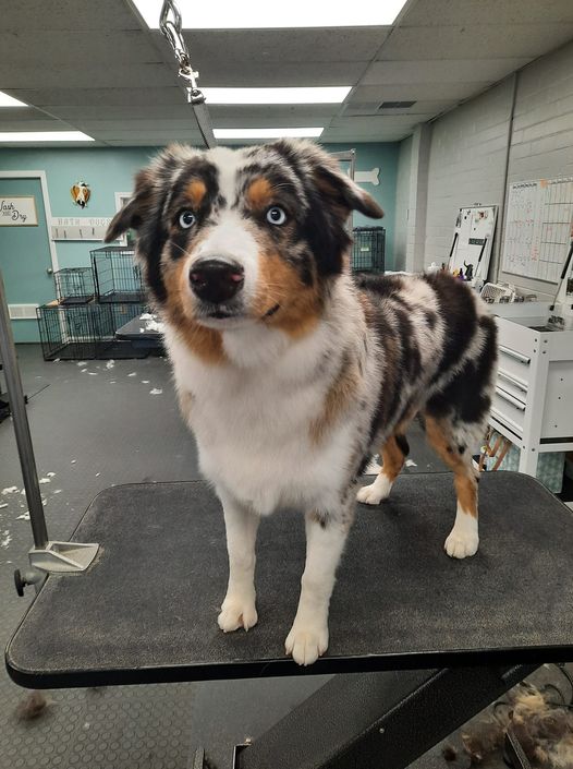 Dog Grooming in Plainfield, IN Katie's Dog Grooming