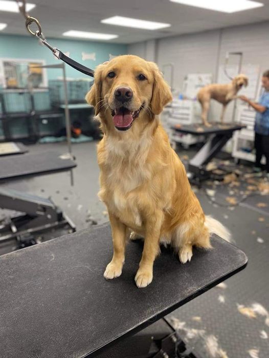 Dog Grooming in Plainfield, IN Katie's Dog Grooming