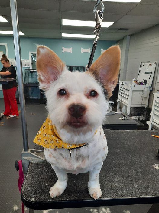 Dog Grooming in Plainfield, IN Katie's Dog Grooming