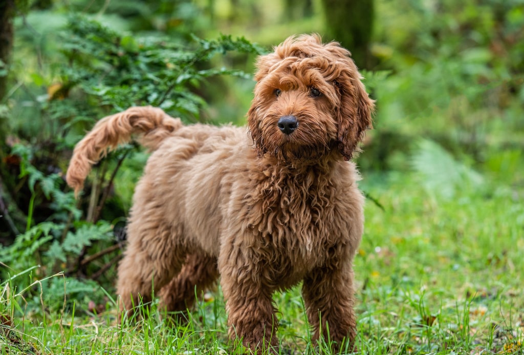 Are Cockapoo The Most Intelligent Dogs