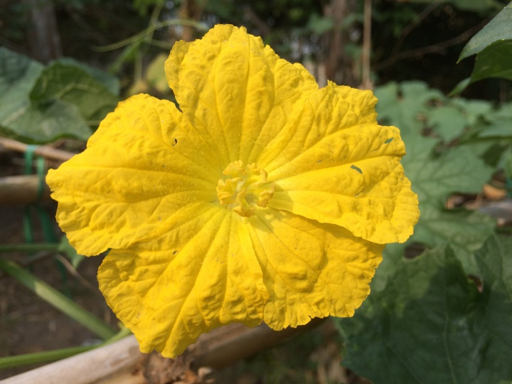 Kha wei Flower of Tazaungmone Month – NOVEMBER