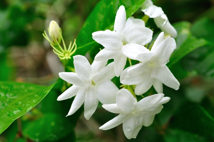 ‍Za bai Flower/ Jasmine of Nayone month - JUNE