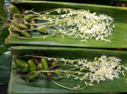 Thazin Flower of Nataw Month – DECEMBER