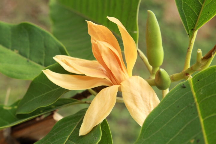 Za gar Flower of Kasone Month -May