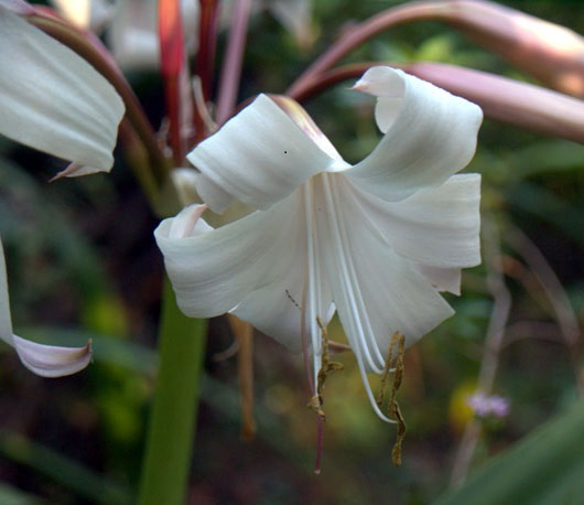 Khat Ta Flower of Wakhungu Month – AUGUST