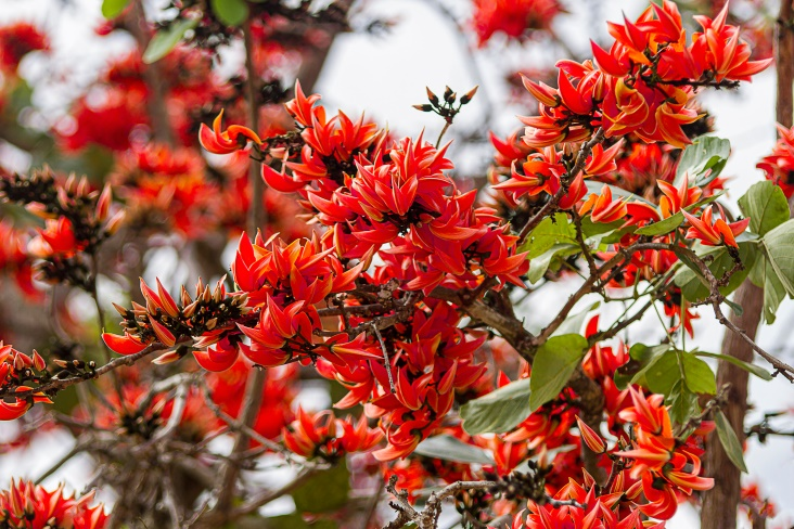 Pauk Flower of Tabotwe Month – FEBRUARY