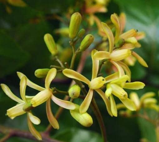 Yin Mar Flower of Tawthalin Month – SEPTEMBER