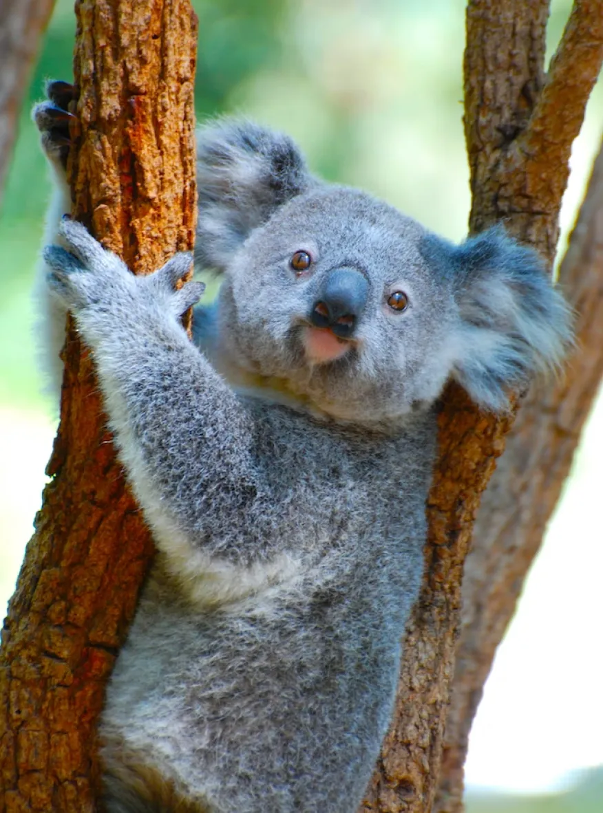 En koala som klamrer seg til et tre