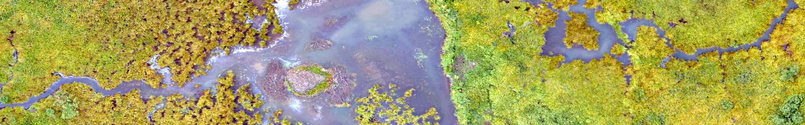 Satelittbilde av et tropisk våtmarkområde