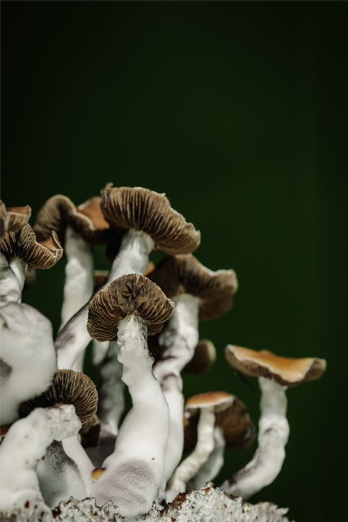 Filament Health Psychedelic Medicines Naturally Derived