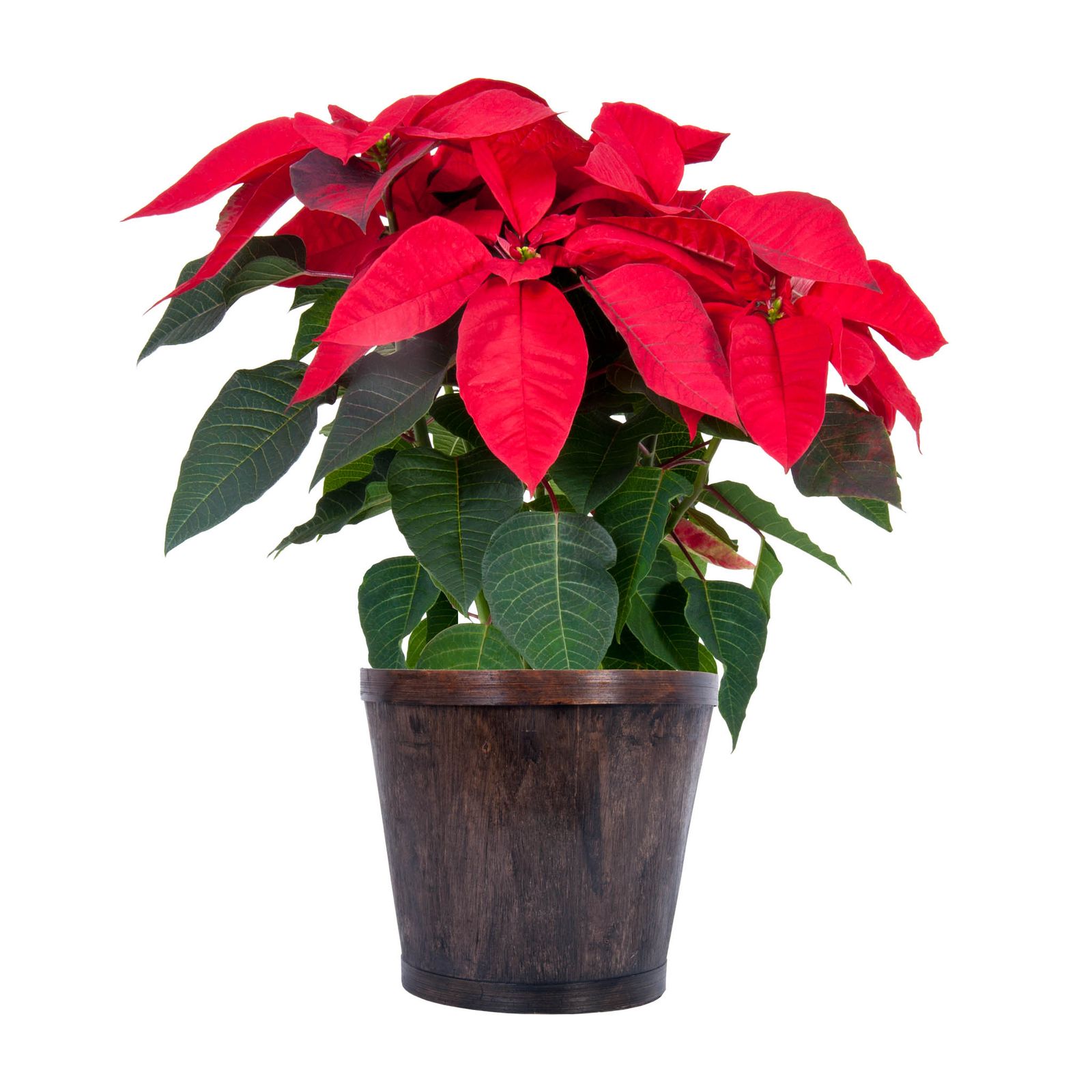 Pot Covers and Over Pots from A·ROO Company