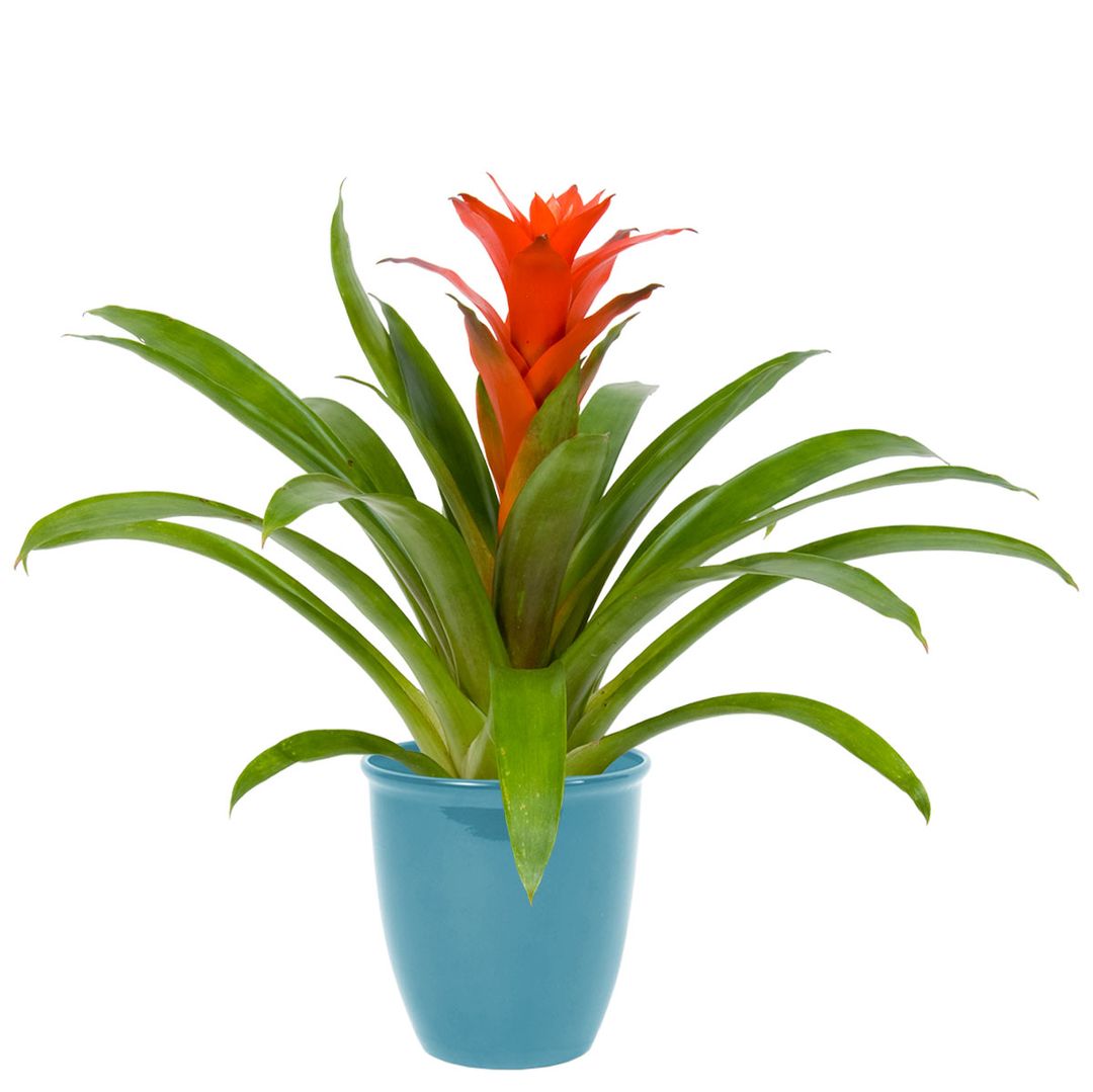 Pot Covers and Over Pots from A·ROO Company