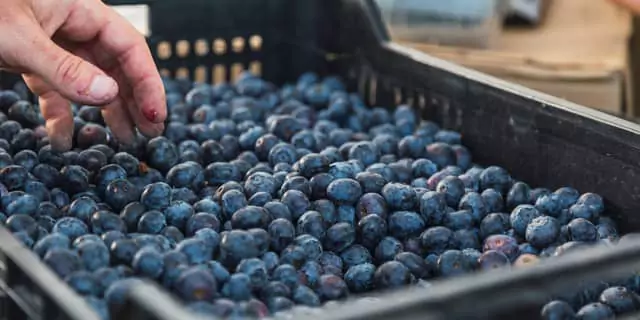 a box with blueberries