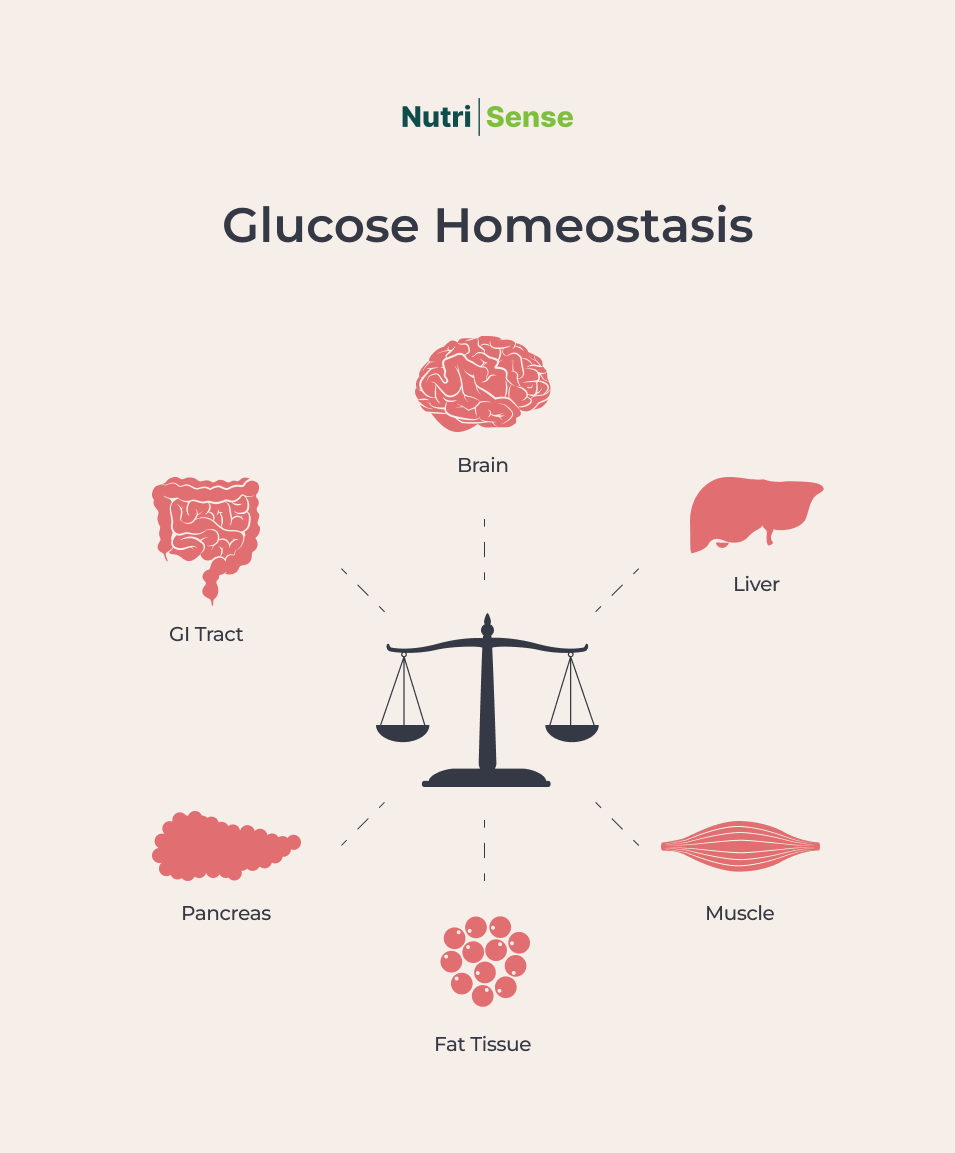 a graphic of glucose homestasis