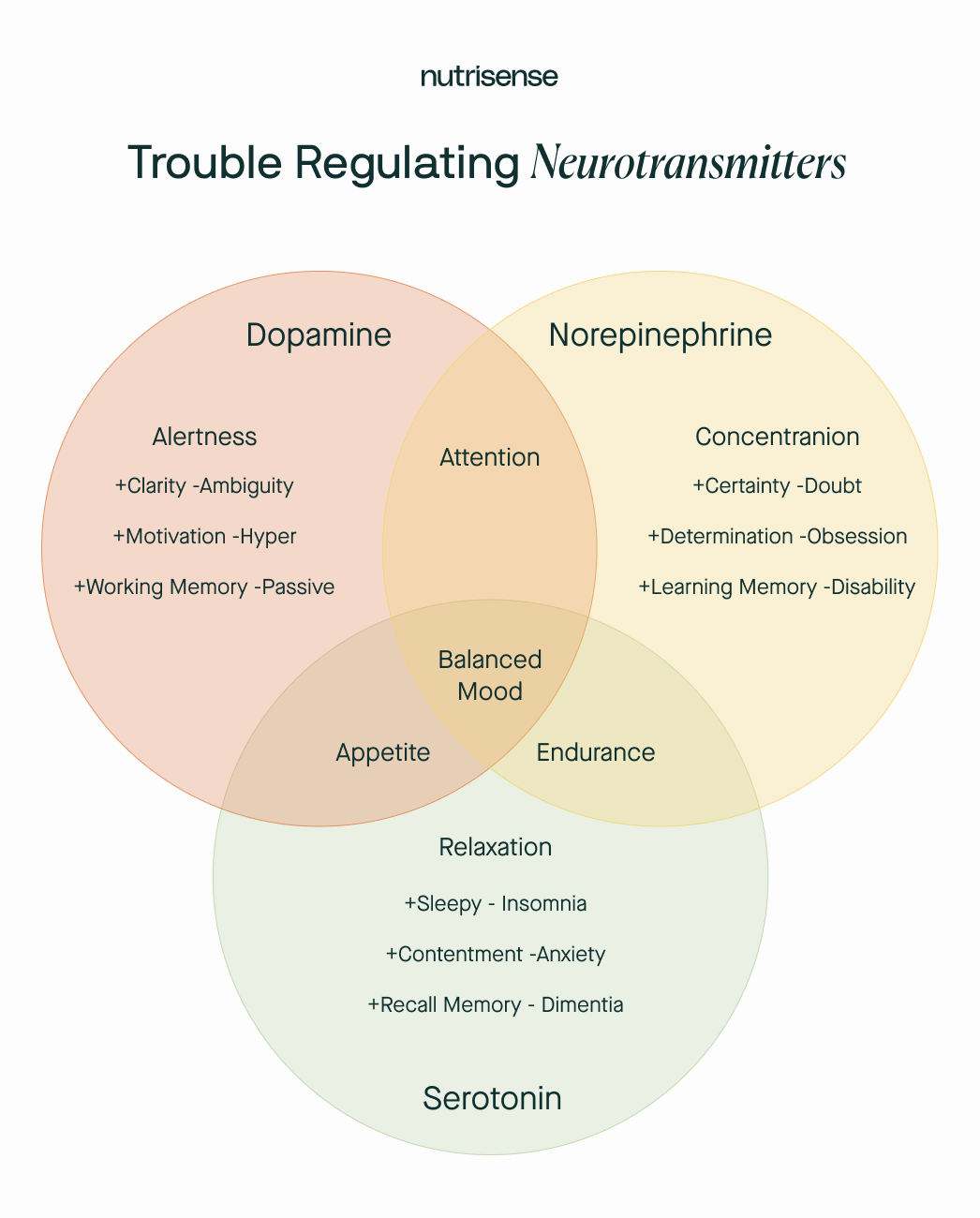 roles of neurotransmitters graphic