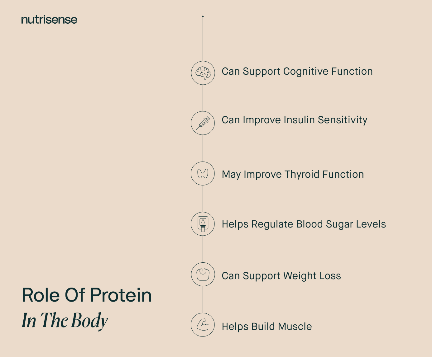 the role of protein in the body graphic