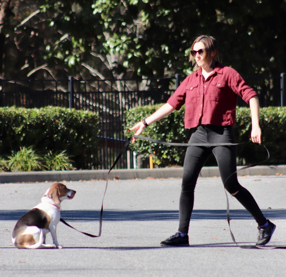 Boy leash training a german shepherd