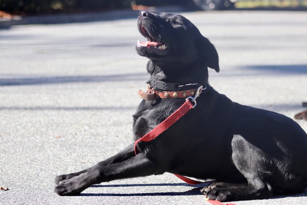 A child cuddling a curly haired dog