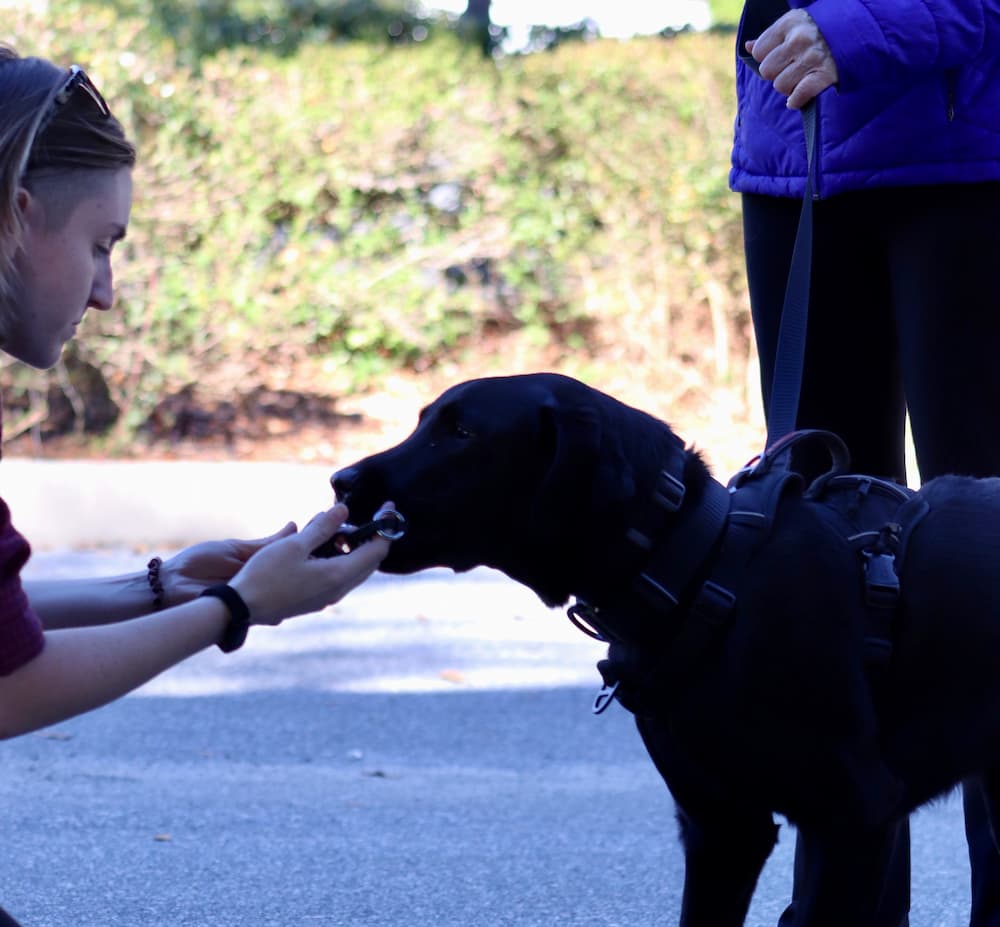 Two well behaved dogs