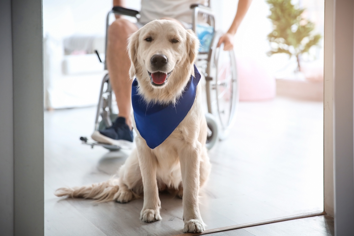 The ADA and Service Animals What You Need to Know Mizrahi Kroub LLP