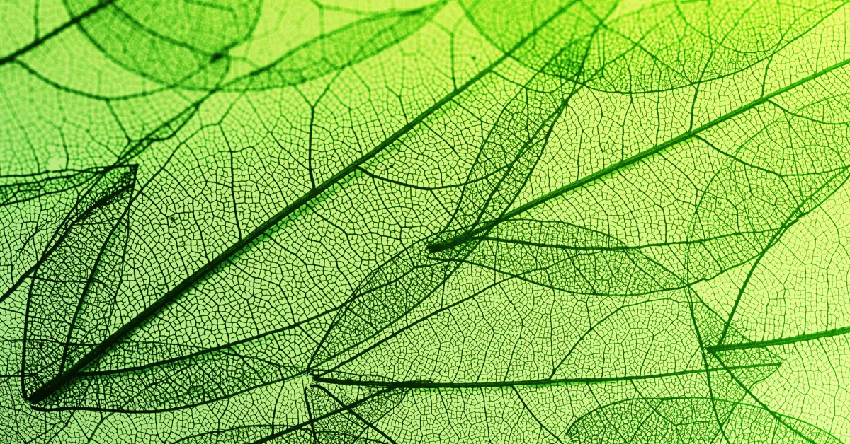 Closeup of backlit leaves with intricate veins highlighted.