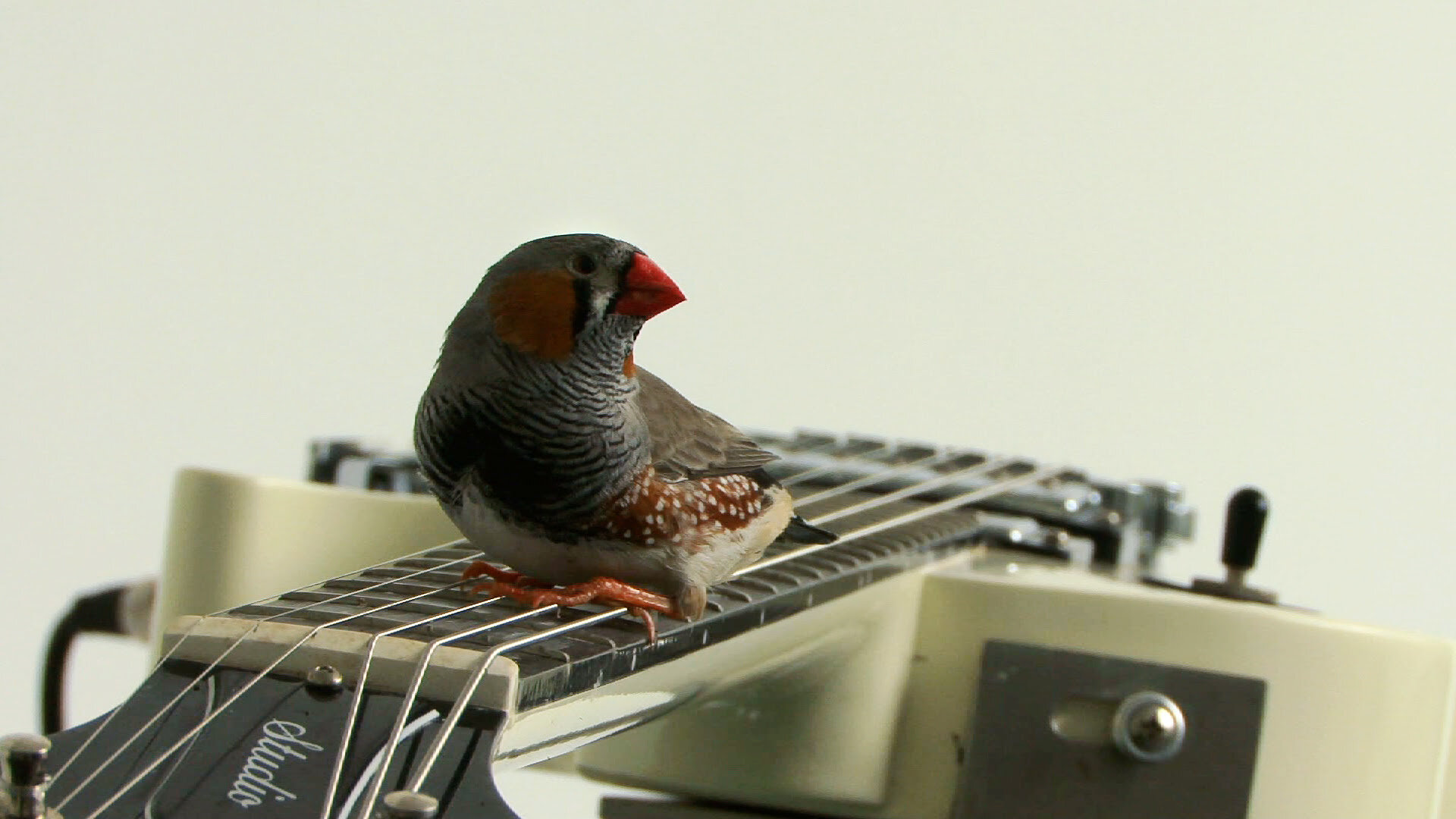 Céleste Boursier-Mougenot/Ariane Michel, Les oiseaux de Céleste, 2008, video, running time: 8 minutes, Edition of 8, 4 APs. Film of Céleste Boursier-Mougenot's installation from here to ear. Realized by: Ariane Michel