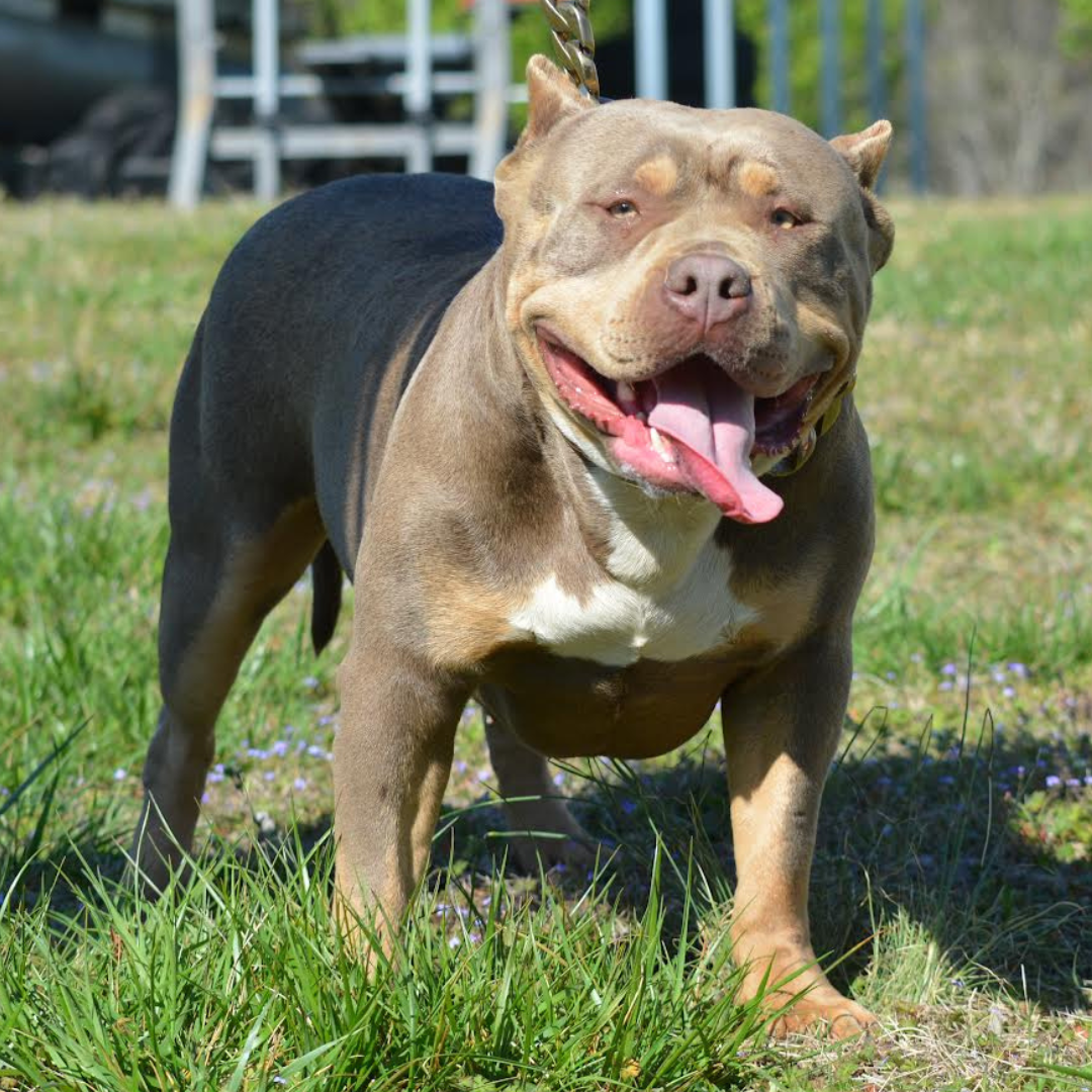 American XL Bully Pitbull Females Carolina Bullies