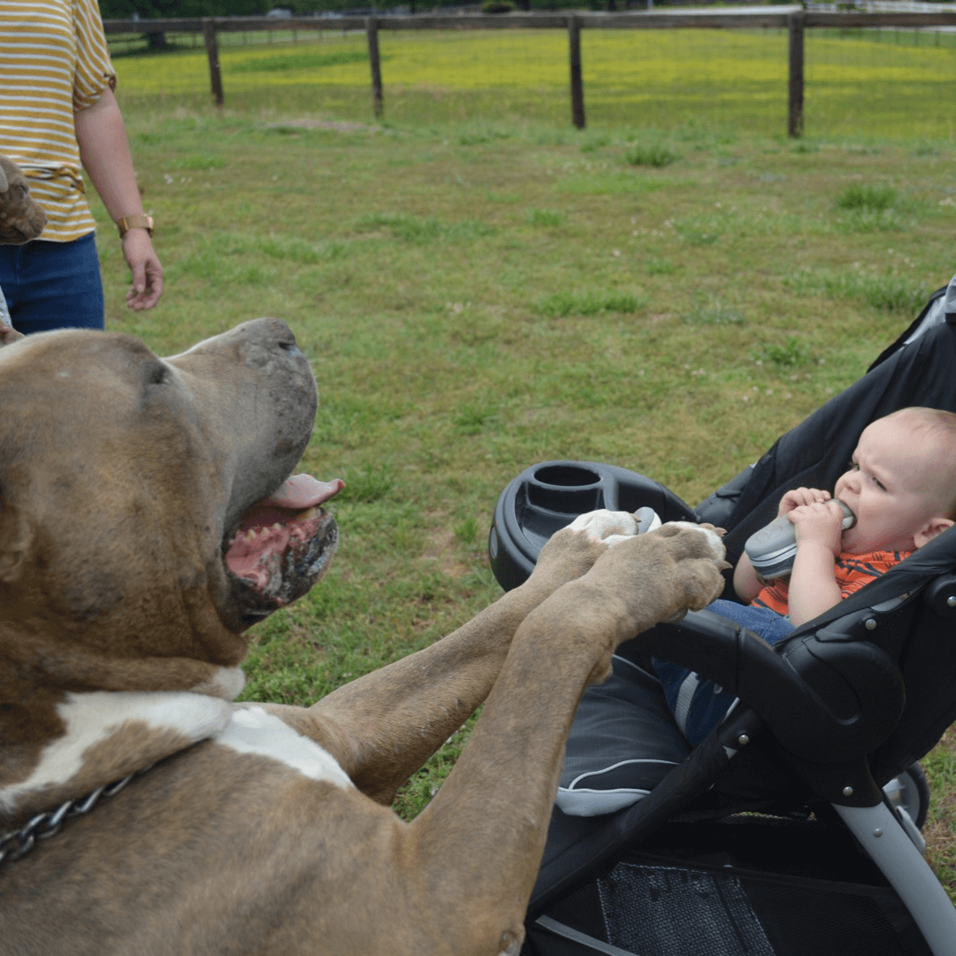 American XL Bully and baby
