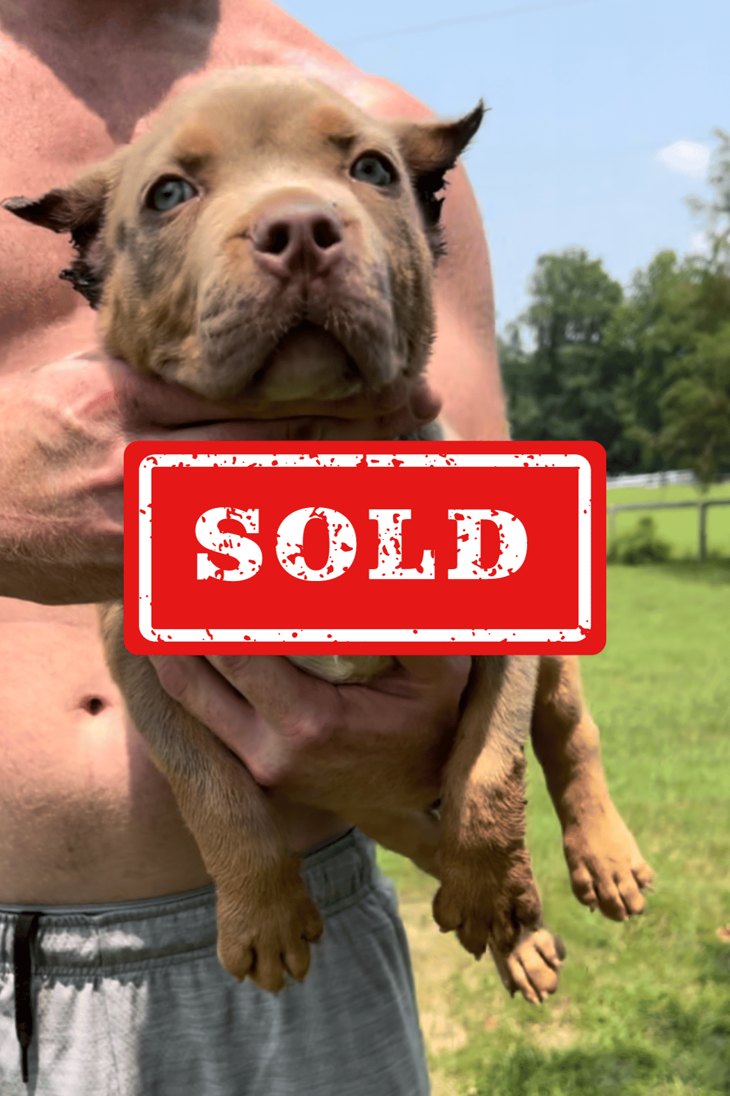 Carolina Bullies American XL Bully XL Bully Puppies