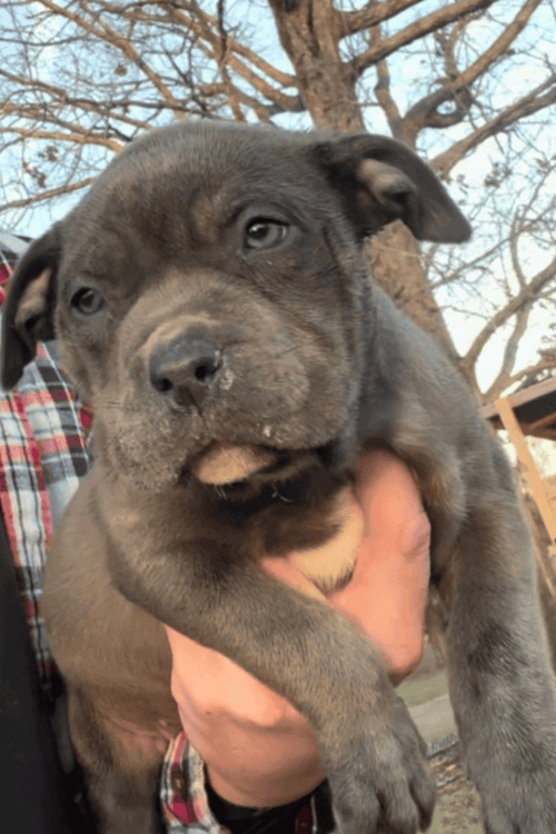 Carolina Bullies American XL Bully XL Bully Puppies