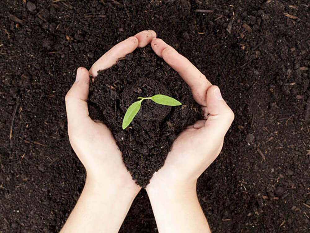 Hands scooping dirt with a plant starting to grow