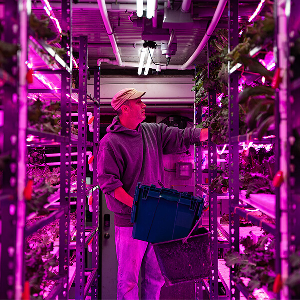 Oasis Spring Farms greenhouse