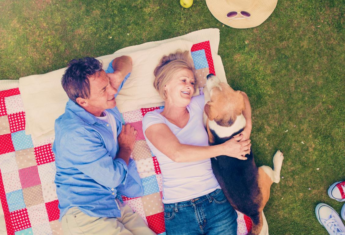 6 DIY dogfriendly backyard ideas on a budget Point Blog