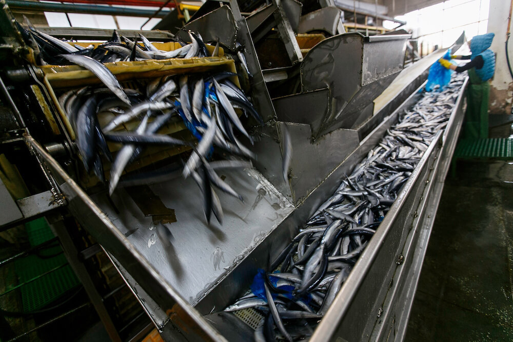 Can Eating Fish Ever Be Sustainable? The Momentum