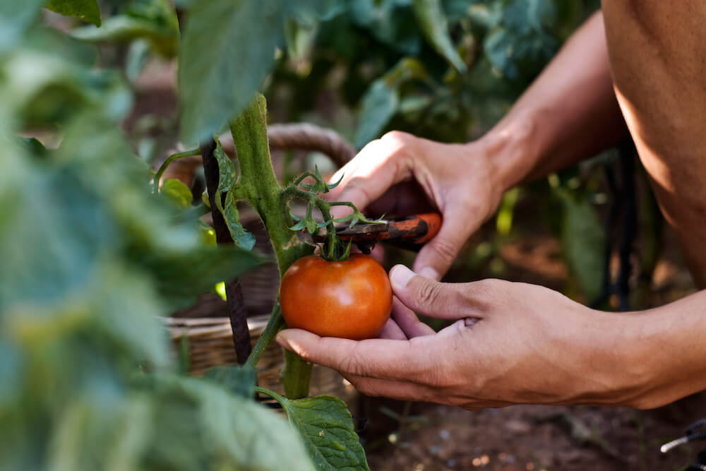 Harvesting tomatoes