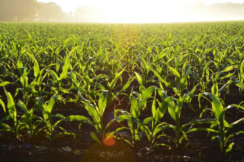 The Dangers Of Corn Ethanol On Our Environment The Momentum
