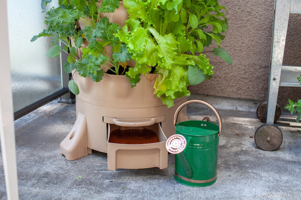 House plant