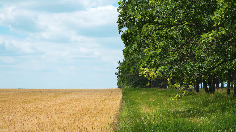 Rural Landscape