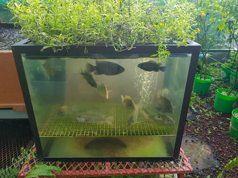 Fish tank