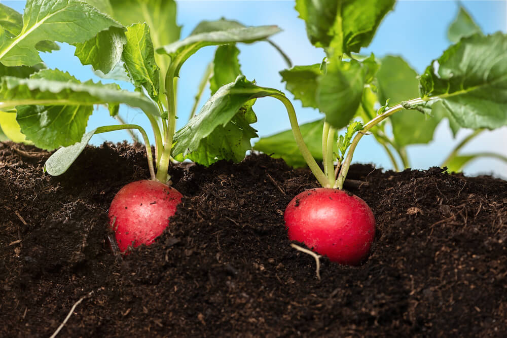 Plants close up in the soil