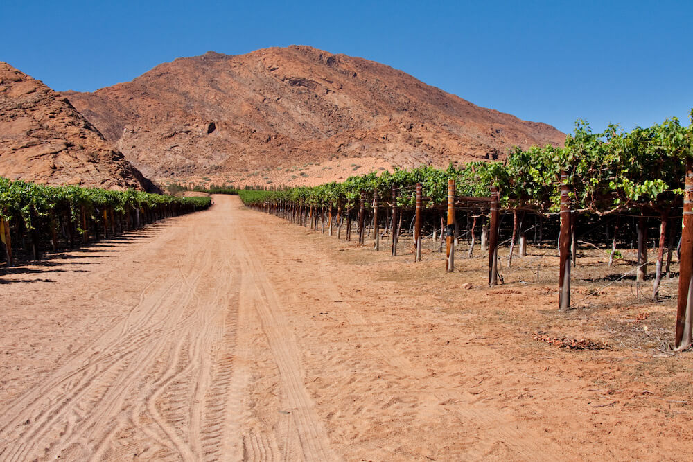 How Does Climate Change Affect Wine? The Momentum