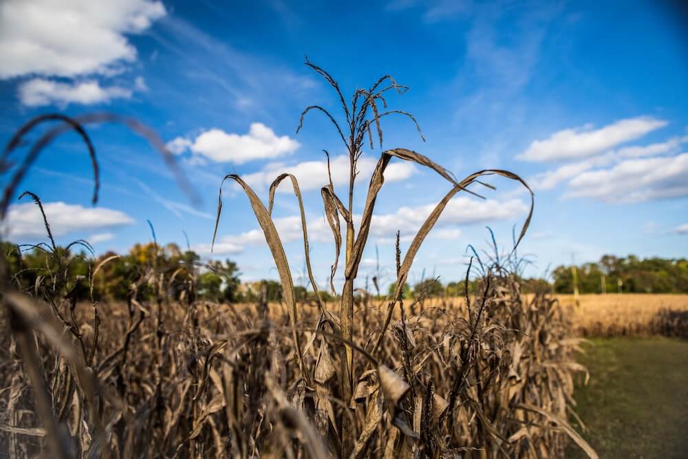 The Dangers Of Corn Ethanol On Our Environment The Momentum